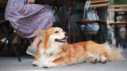 Hund sitzt draußen