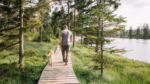 Hund und Mensch auf einem Spaziergang