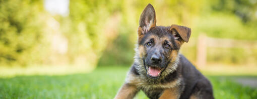 Süßer deutscher Schäferhund