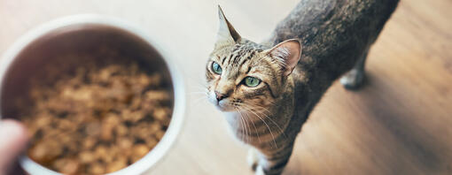 Katze schaut auf Futter