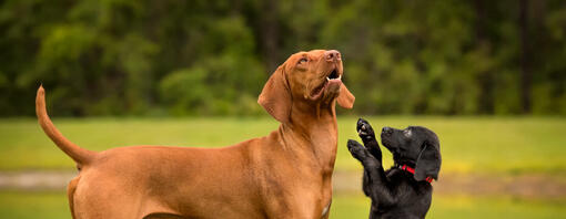Welpe und erwachsener Hund
