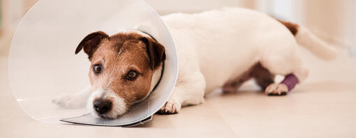 Hund trägt einen Kegel
