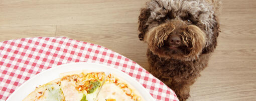 Hund schaut Pizza an
