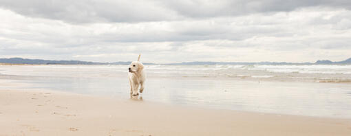 Hund am Strand