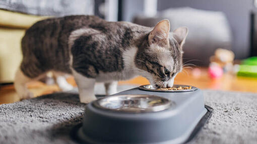 Katzen fressen