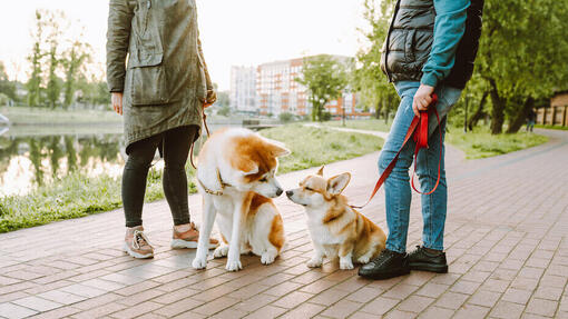 Hunde auf einem Spaziergang