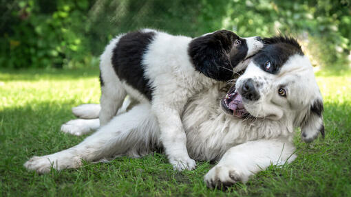 Hunde spielen