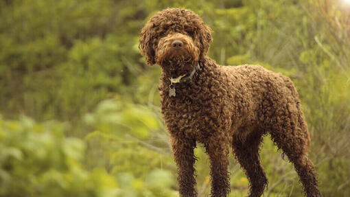 Hund in der Natur