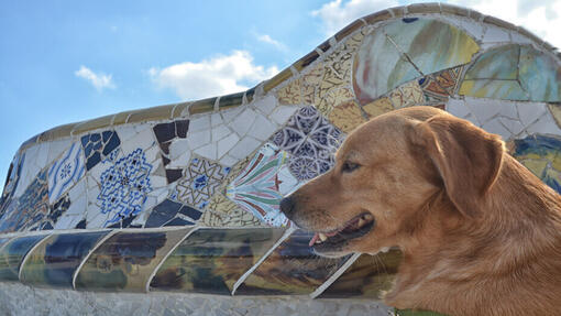 Hund in Spanien