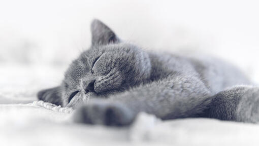 blaue Katze schläft