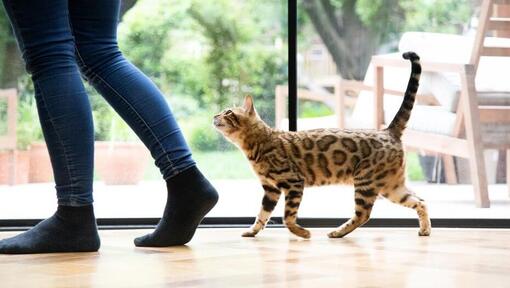 Bengalkatze läuft neben Mensch