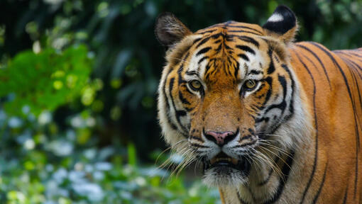 Tiger in freier Wildbahn
