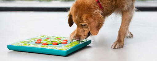Älterer Golden Retriever spielt mit Denksportaufgabe