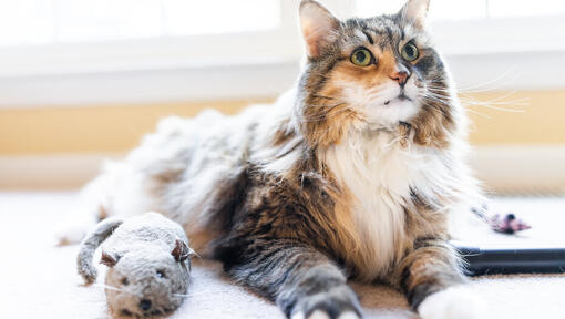 Flauschige Katze mit Stofftier