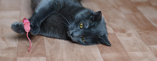 Schwarze Katze liegt auf dem Boden