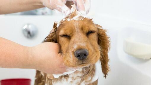Welpe wird mit Shampoo gebadet