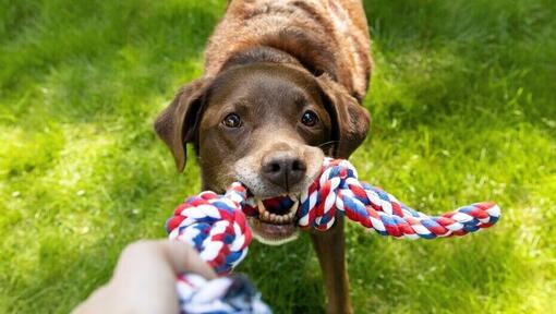 älterer Schokoladenlabrador spielt mit einem Seilspielzeug