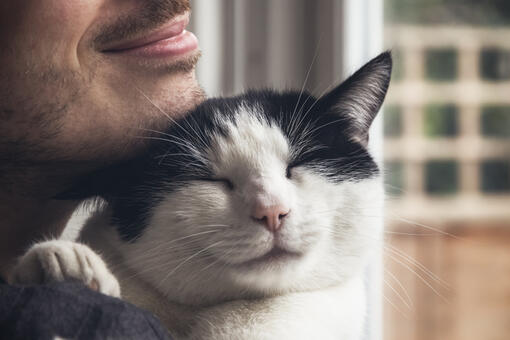 Die 100 besten Namen für männliche Katzen