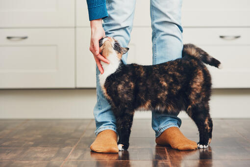 Die 100 besten Namen für männliche Katzen
