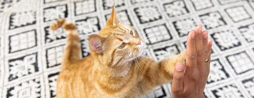 Die 100 besten Namen für männliche Katzen