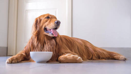 Präbiotika für Hunde: Nutzen und Anwendung