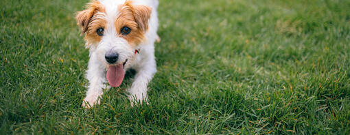 Präbiotika für Hunde: Nutzen und Anwendung