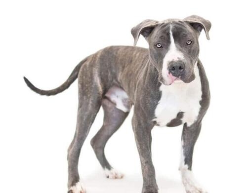 American Pitbull Terrier 