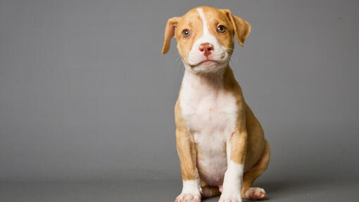 American Pitbull