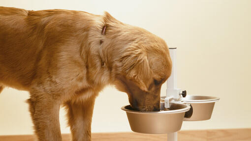 Was ist hypoallergenes Hundefutter?