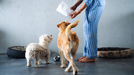 Was ist hypoallergenes Hundefutter?