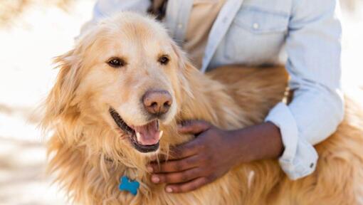 Hund mit offenem Maul, der vom Besitzer gestreichelt wird