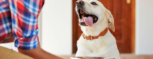 glücklicher Hund mit herausgestreckter Zunge