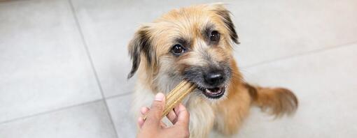 Brauner Hund kaut auf einem Dentalife Stick