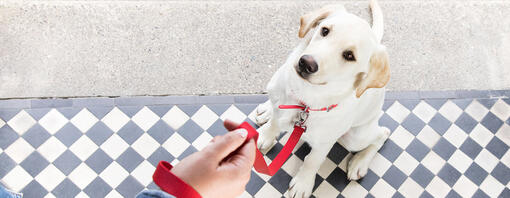 Hund auf der Türschwelle mit roter Leine