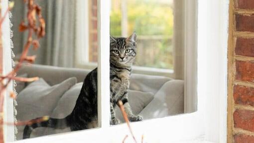 Katze guckt zu Hause aus dem Fenster