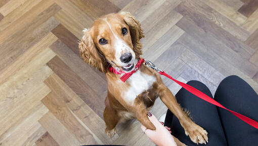 Hund zu Hause angeleint