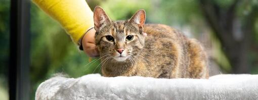 Katze wird vom Besitzer gestreichelt