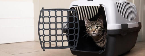 Katze sitzt in einer Katzen-Transportbox