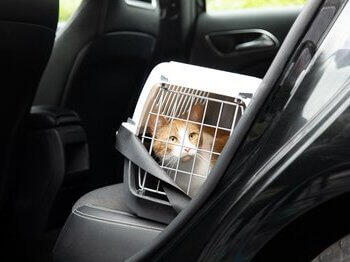 Katze in Transportbox im Auto