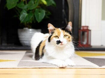 Katze entspannt auf einem Teppich