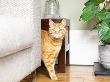 rothaarige Katze hinter Sofa
