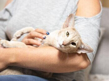 Katze entspannt sich im Arm vom Besitzer