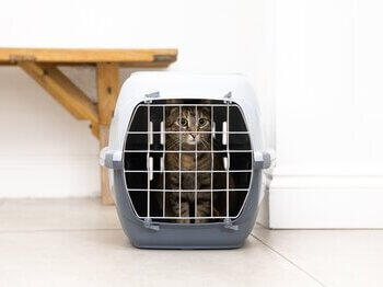 Katze sitzt in einer Transportbox
