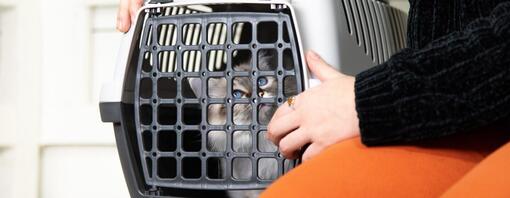 Katze bereitet sich auf eine Reise mit dem Flugzeug vor