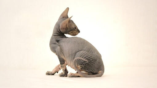 Peterbald Katze