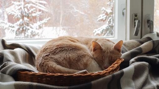 Katze rollt sich zu einem Ball zusammen