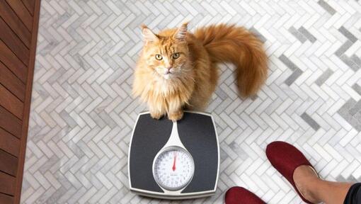 Ingwerkatze, die auf Skalen sitzt.