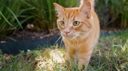 Warum greifen Füchse Katzen an