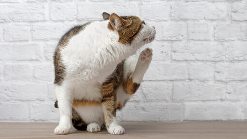 Flöhe und ihre Auswirkungen auf Katzen verstehen