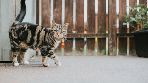 So schaffst du ein fuchssicheres Umfeld